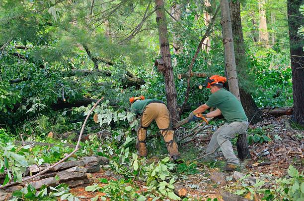 Best Tree Clearing Services  in Rockford, MI